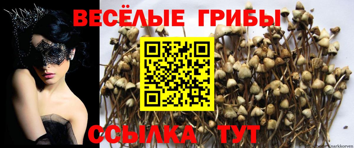 Псилоцибиновые грибы Cubensis Тосно